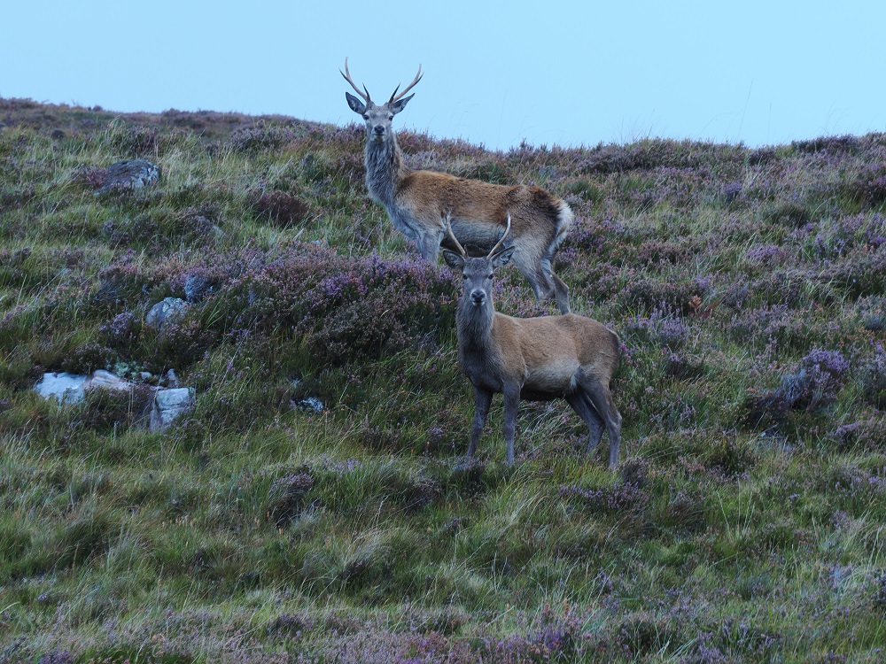Young Stags on NC 500